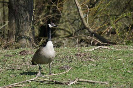 Grote  Canadese gans 