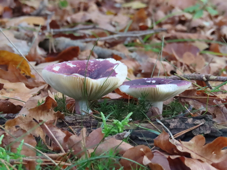 Paarse elfenschermpjes, heel gewoon mooi 