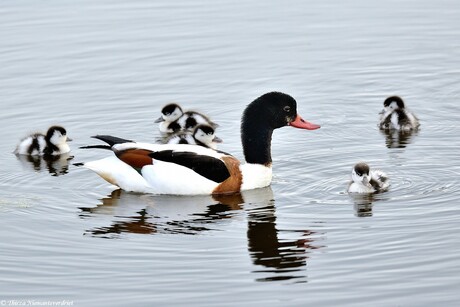 Mama Duck