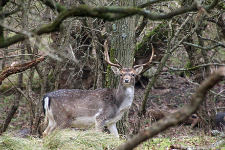 Bewoners van het natuurgebied De Amsterdamse Waterleidingduinen