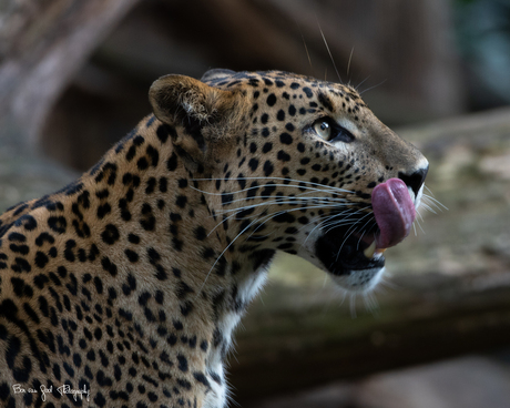 Sri Lanka Panther