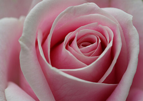 Pink rose