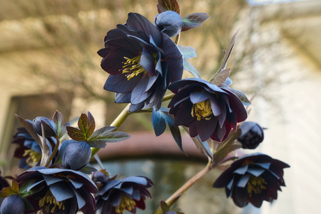 Helleborus 