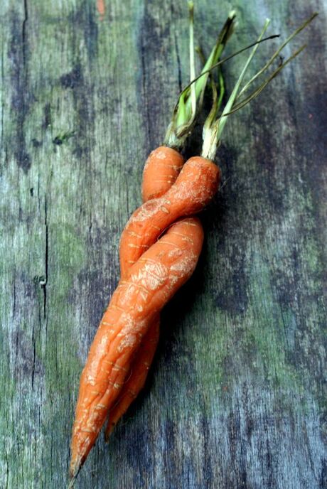 carrots