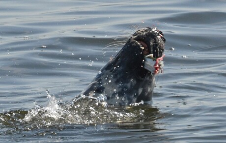 Zeehond heeft iets gevangen.