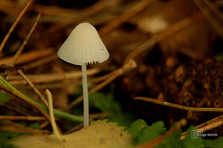 Witte melksteelmycena