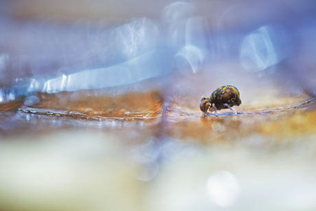 springtail 