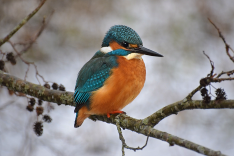 Ijsvogel in de sneeuw