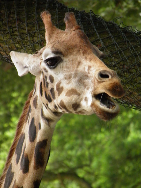 giraf in de dierentuin