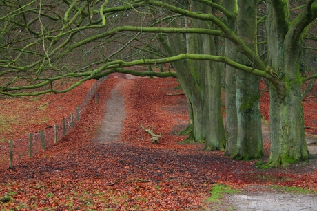 herfstpaadje