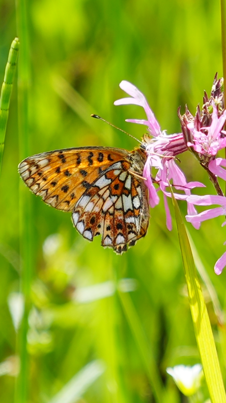 Zilveren maan op koekoeksbloem 