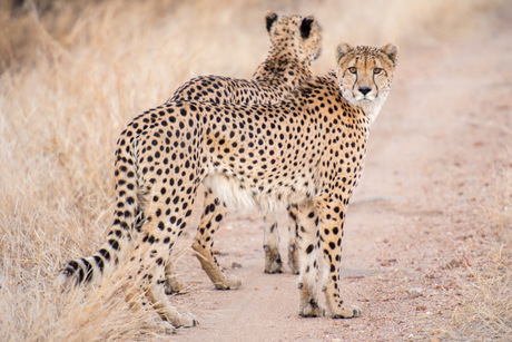 zuid africa cheetahs