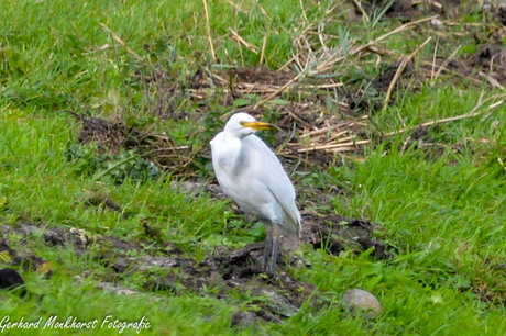 Koereigers(Western Cattle Egret, Bubulcus ibis) in het Oudeland van Strijen-3
