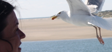 Ontmoeting in vogelvlucht