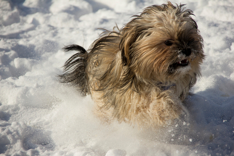 Hondje in de Sneeuw