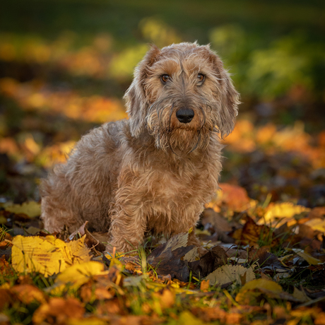 Honden fotografie