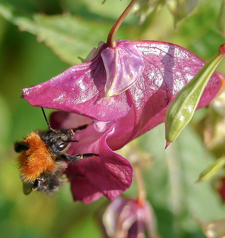 Hommel snoept in Reuzenbalsemien