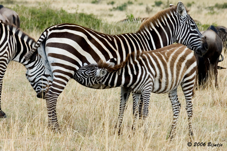 Zebra met dorst