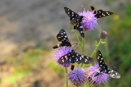 Amata Phegea ( Phegea Vlinder)