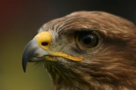 amerikaanse buizerd