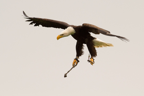 Bald Eagle duikt op prooi