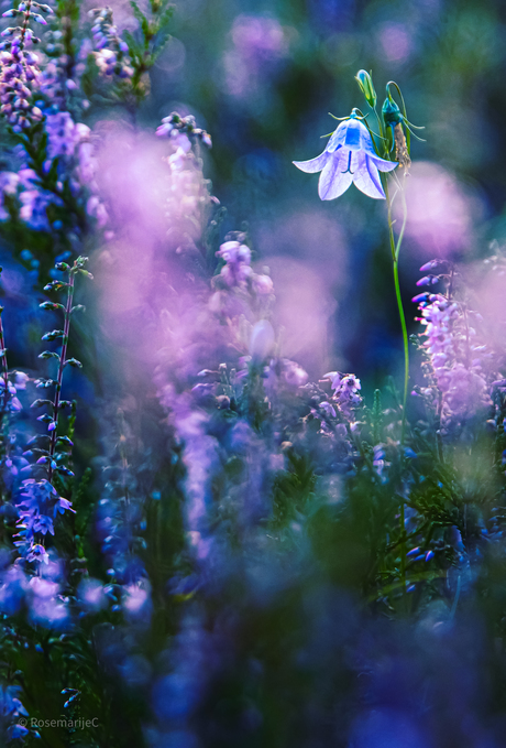 Lief klokje tussen de Heide.