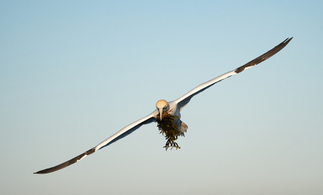 Jan van Gent met nestmateriaal