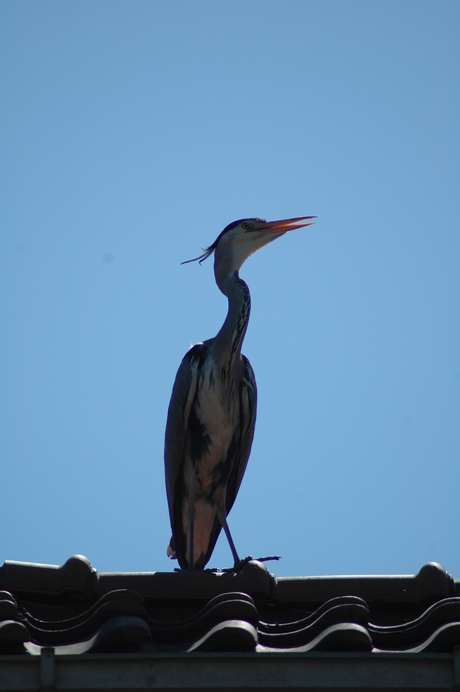 Reiger