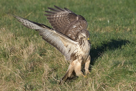 buizerd probeert prooi te vangen