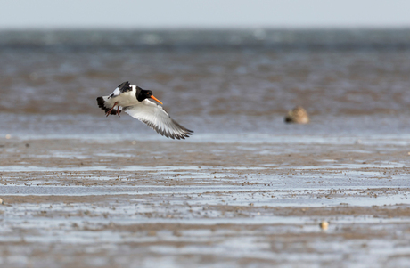 Schoolekster boven het wad