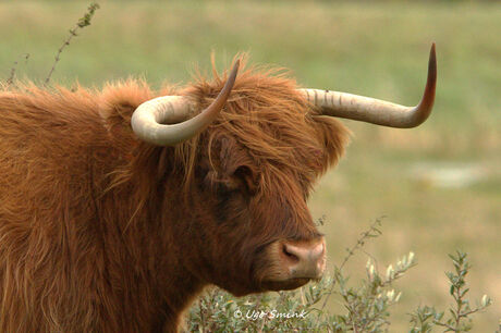 Als je haar maar goed zit.