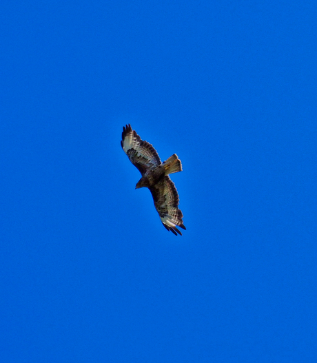 Buizerd