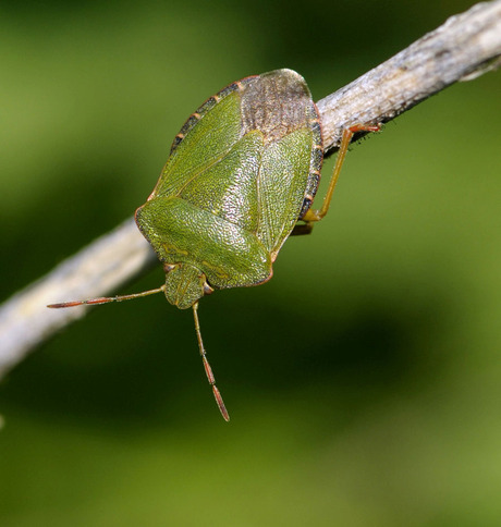 Groene Stinkwants