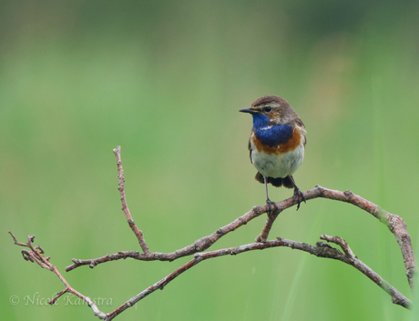 De blauwborst