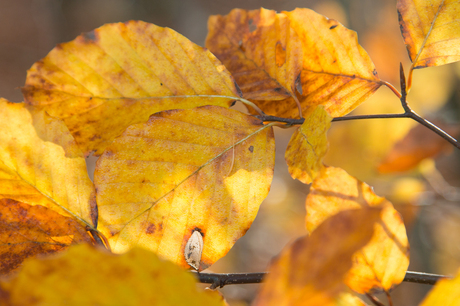 zonnige herfstdag....