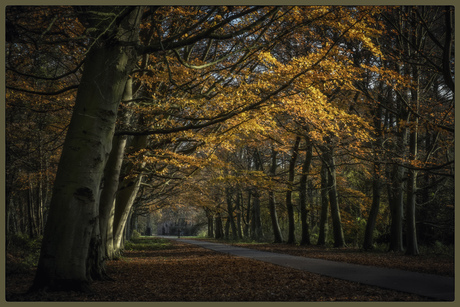 Herfstkleuren in december