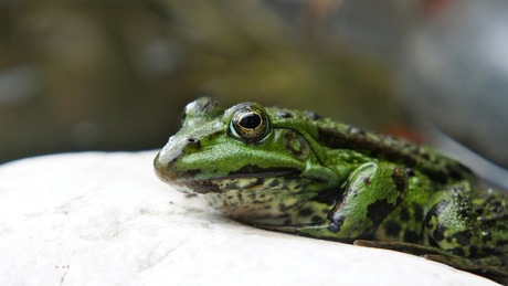 Groene kikker