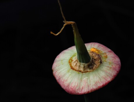 Vrucht bodem van een slaapmutsje