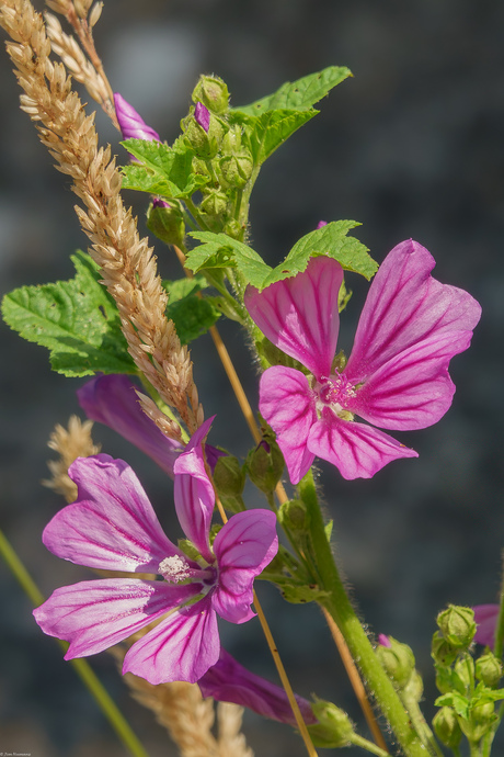 Een fleurig plantje.