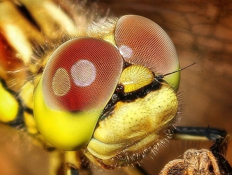 Close-up Libelle 