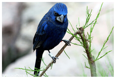 Blauwe vogel