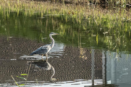 Blauwe reiger