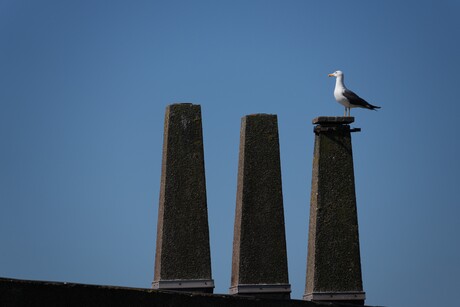 Standbeeld