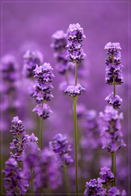 Lavendel