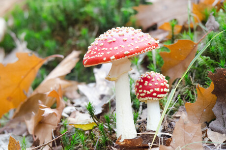 2 paddestoelen