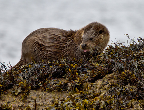 otter met prooi 3