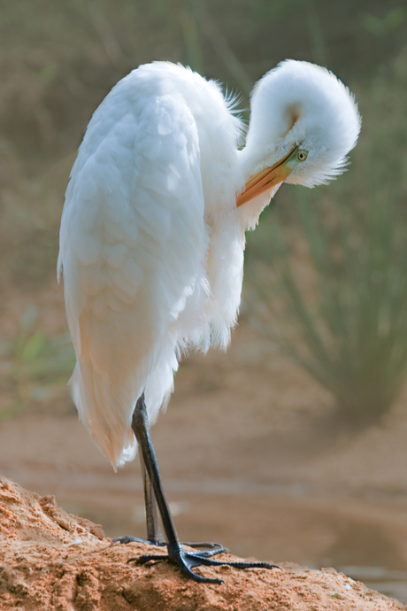 Een grote zilverreiger