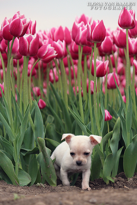 Chihuahua pup