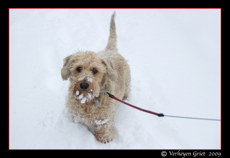 Schumi in the snow