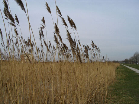 Riethalmen in de wind